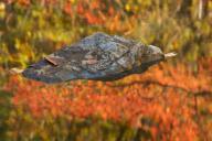 Abstract;Abstraction;Autumn;Boulder;Boulders;Brown;Calm;Fall;Fallen-Leaves;Gold;